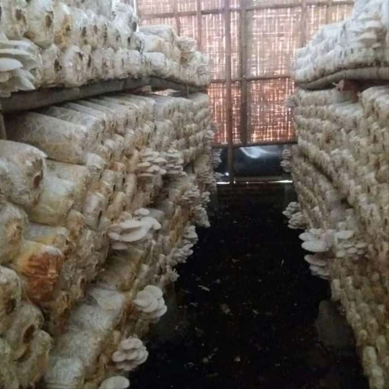 √ Panduan AZ Cara Budidaya Jamur Tiram (Terlengkap 2020)